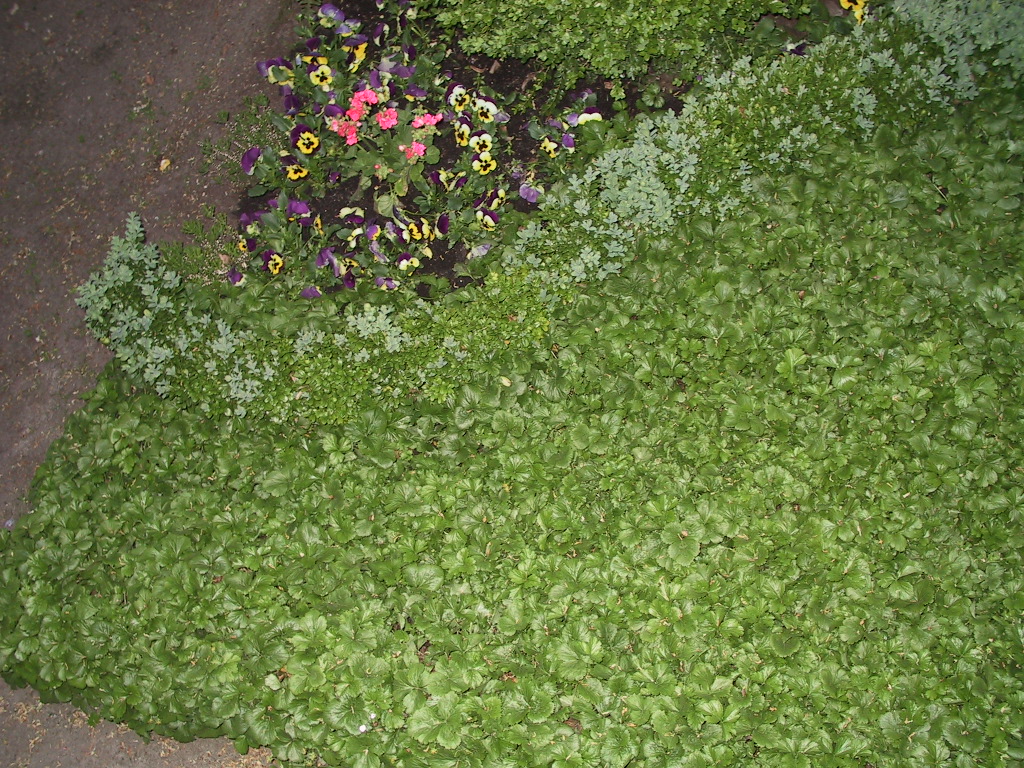 Waldsteinia ternata 03.jpg